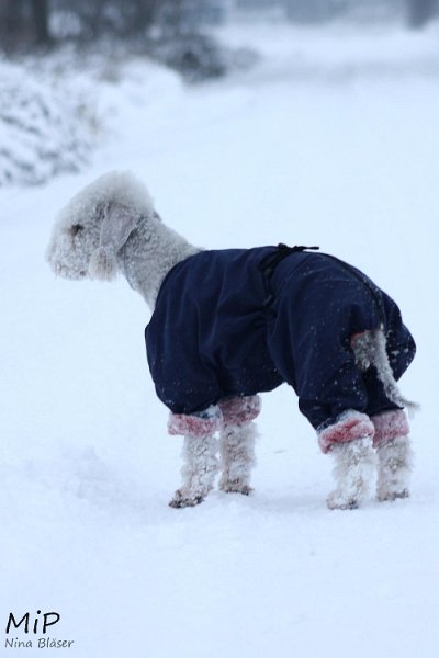 2010-12-19 Airis Blue Volshebny Svet (1).jpg